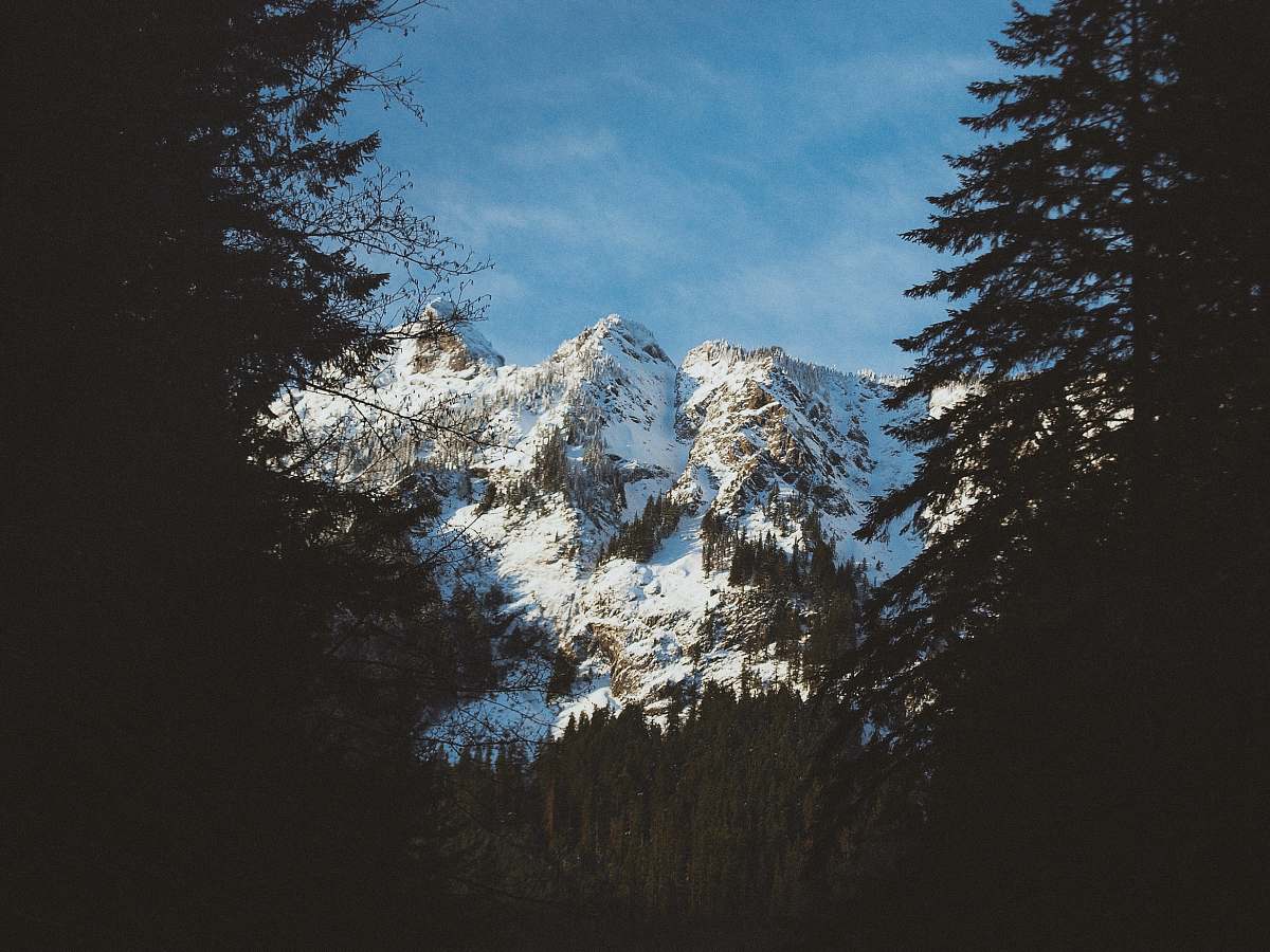 conifer snow covered mountain and trees photo flora