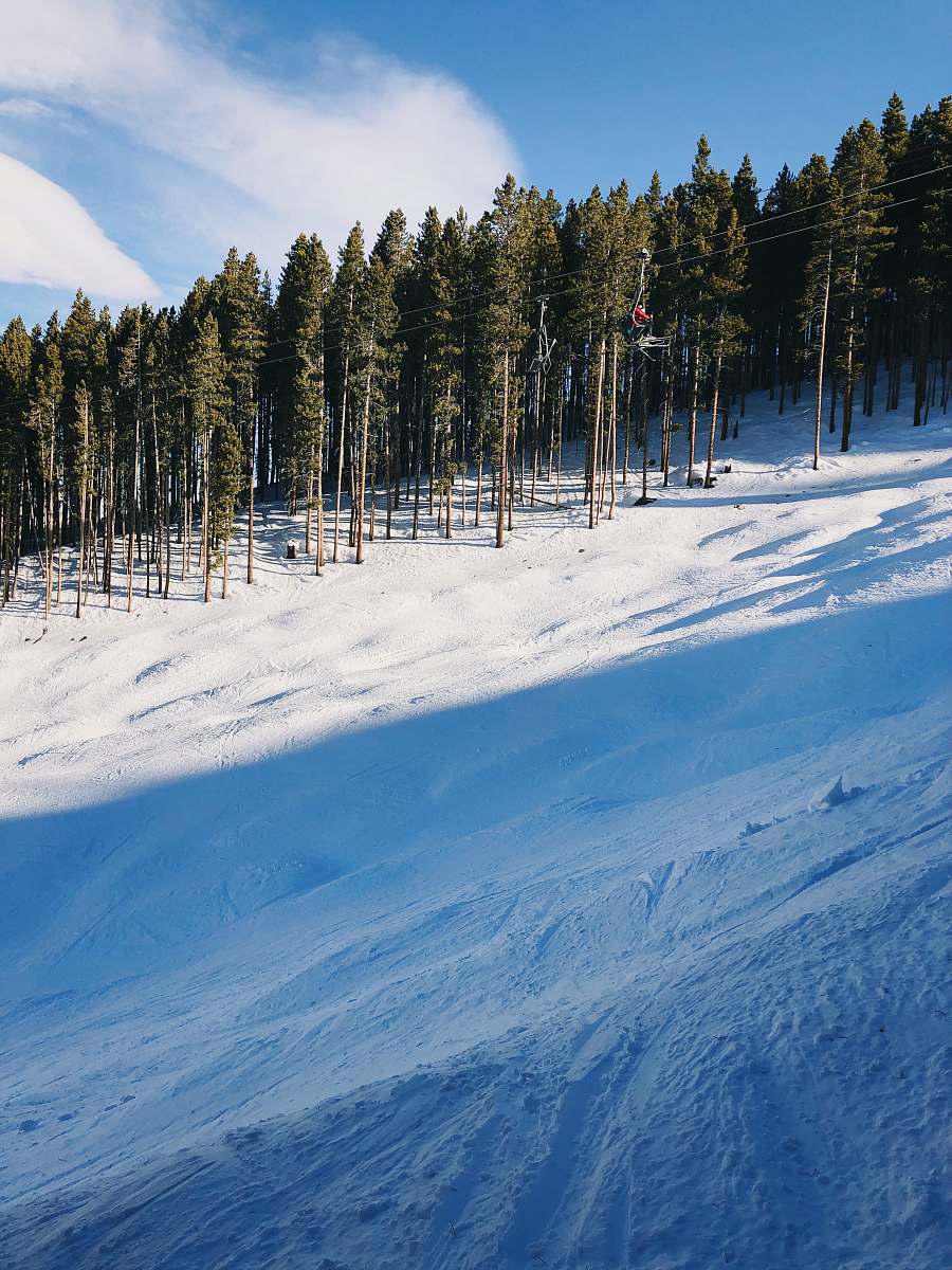 plant snow covered slope under blue skies abies