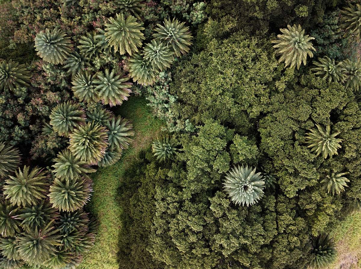 conifer top-view photography of green trees flora
