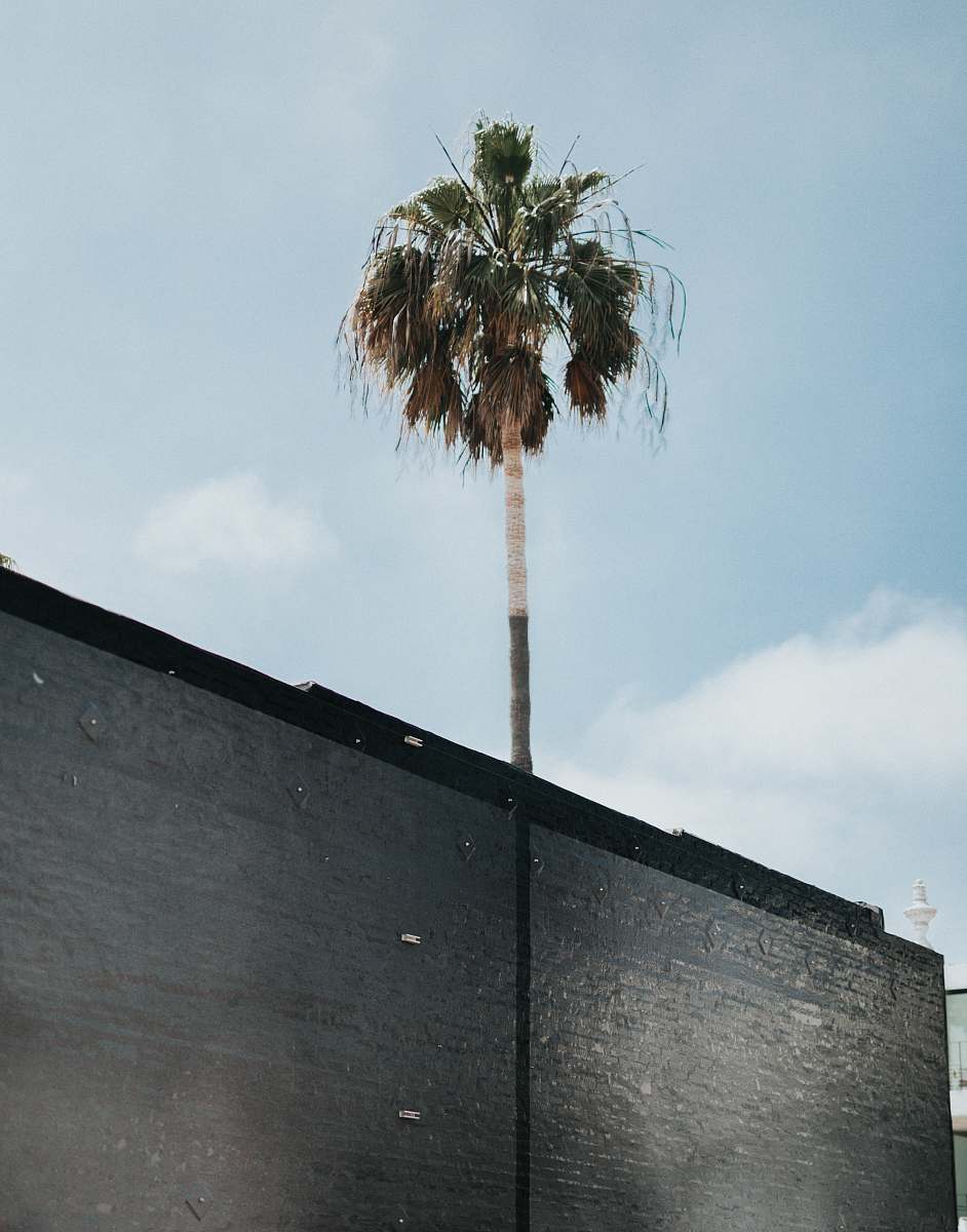 plant tree near building arecaceae