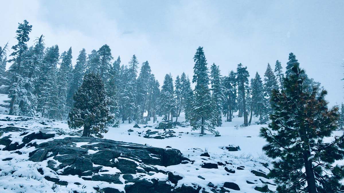 plant tree on snow fir