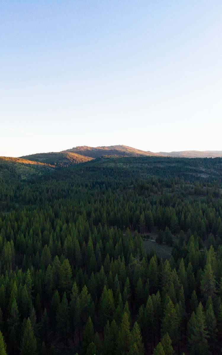plant trees in forest abies