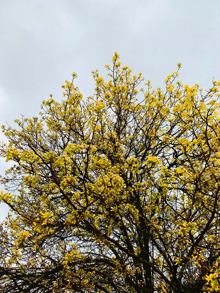 plant yellow leaf tree under blue sky during daytime tree trunk