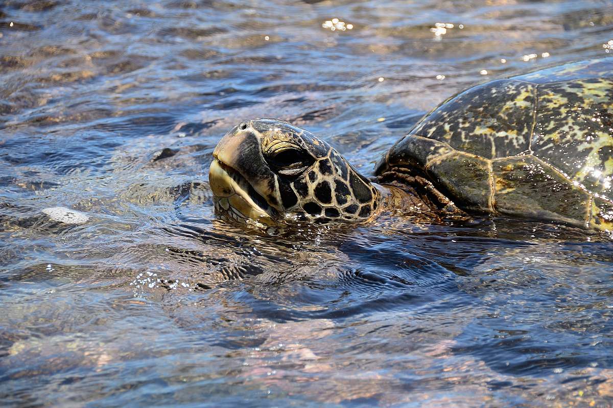 animal brown tortoise reptile