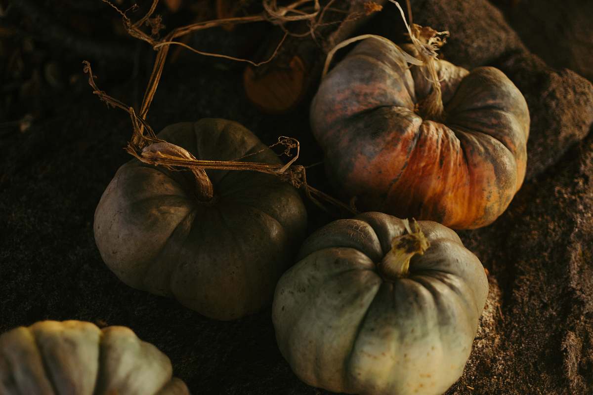 flora pumpkin plants on soil food