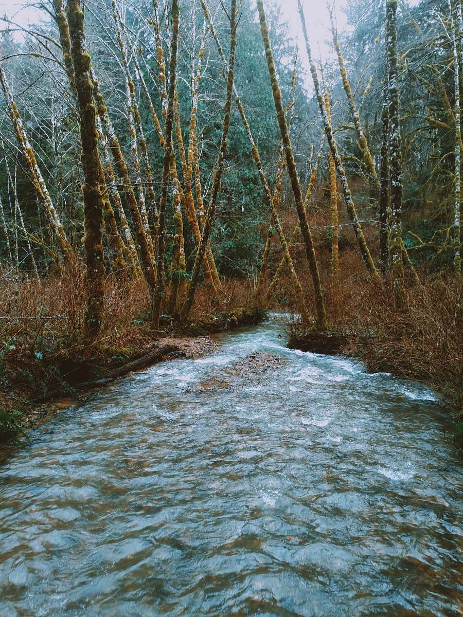 creek body of water between trees stream