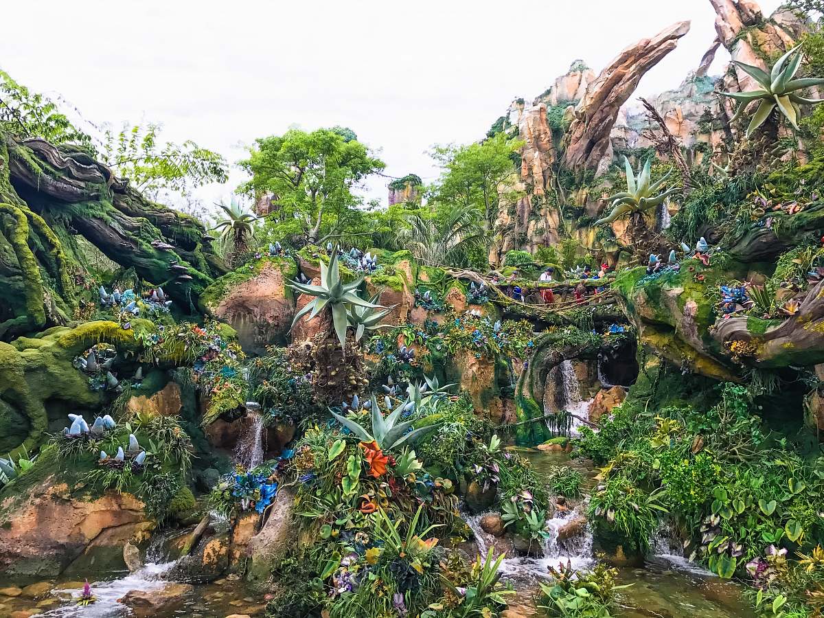 forest forest illustration wallpaper tree