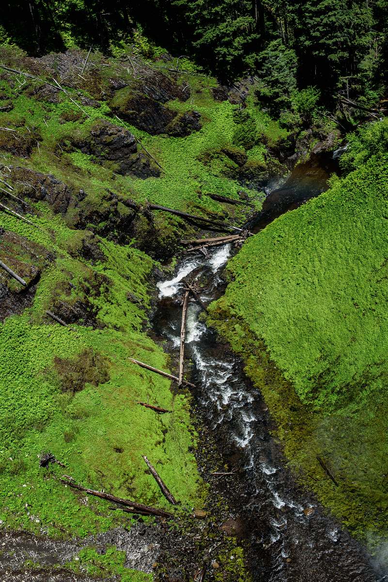 nature green plants outdoors