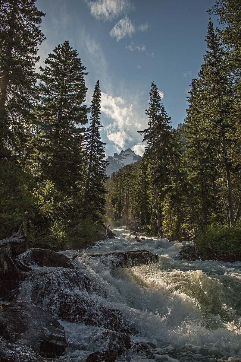 stream landscape photography of river with trees creek