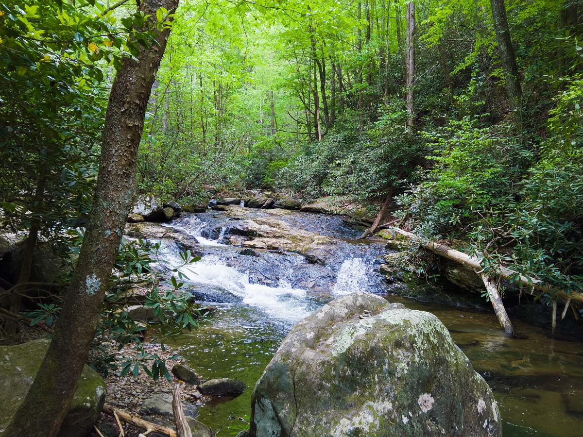 nature river and trees creek