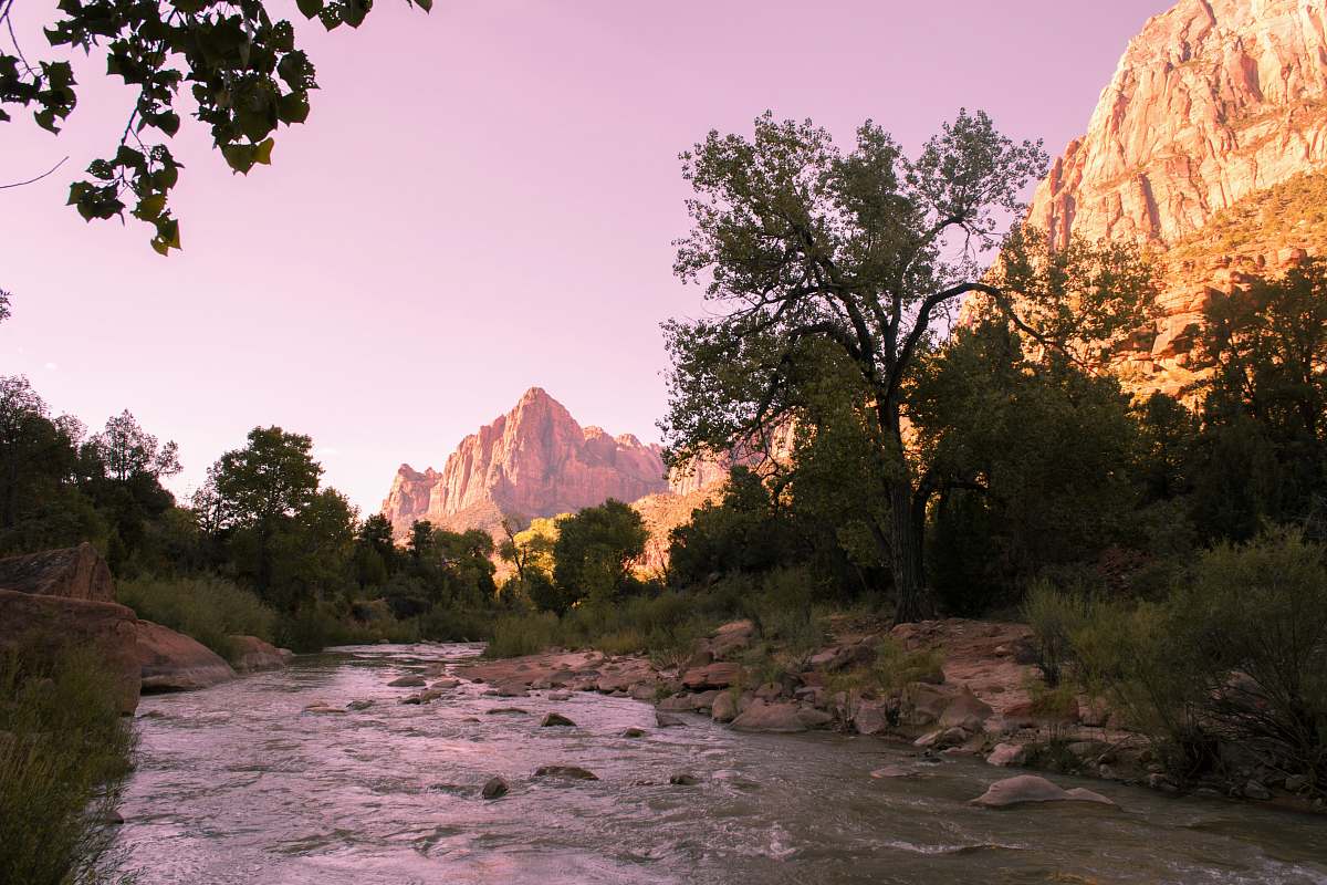 stream trees near mountain creek