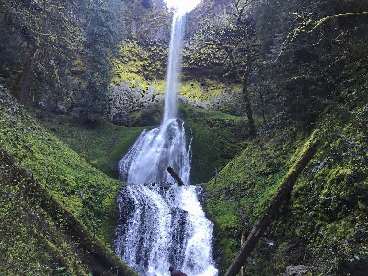 tree waterfalls raging through moss river
