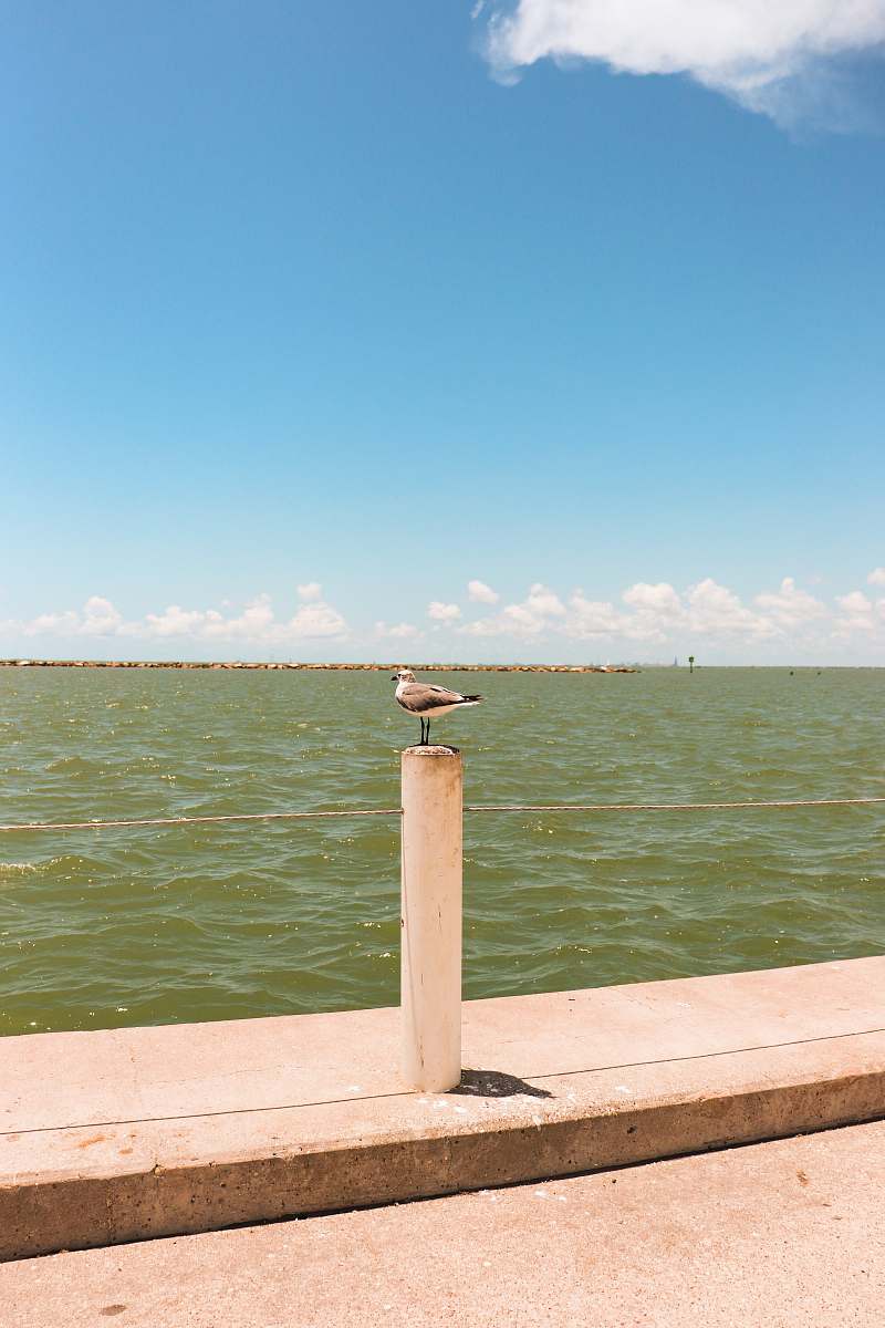 animal white and black bird near body of water during daytime bird