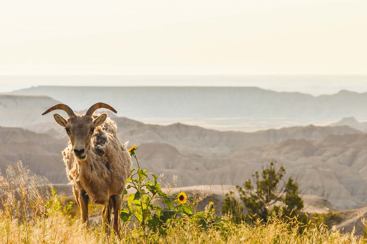 animal mountain goat on cliff badlands national park