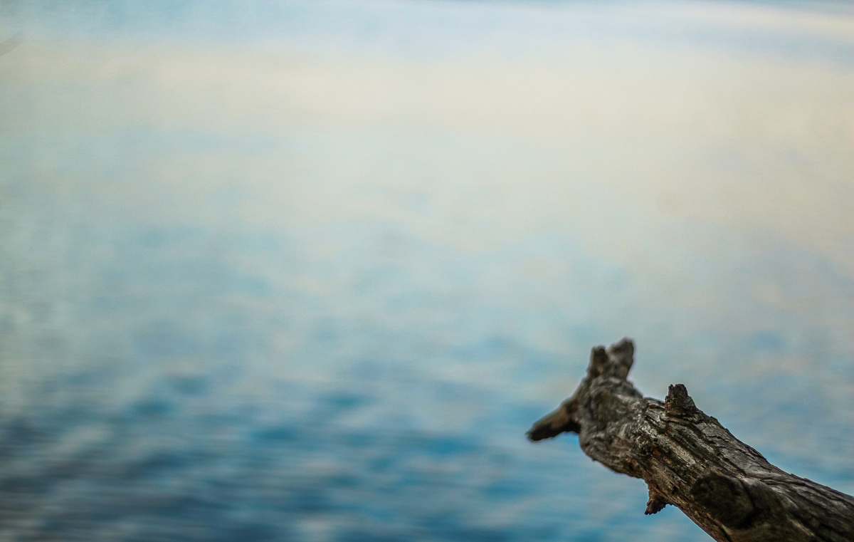 water brown drift wood near body of water grey