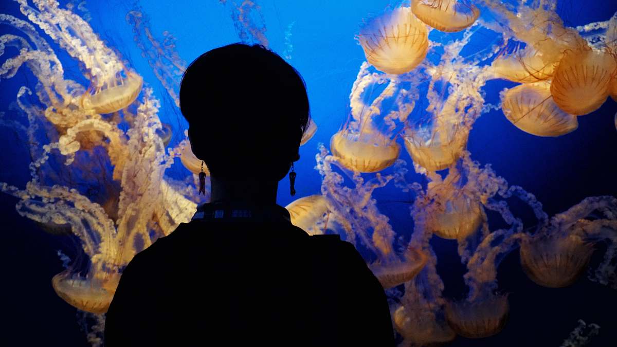  silhoutte of a person looking to a jellyfishes 