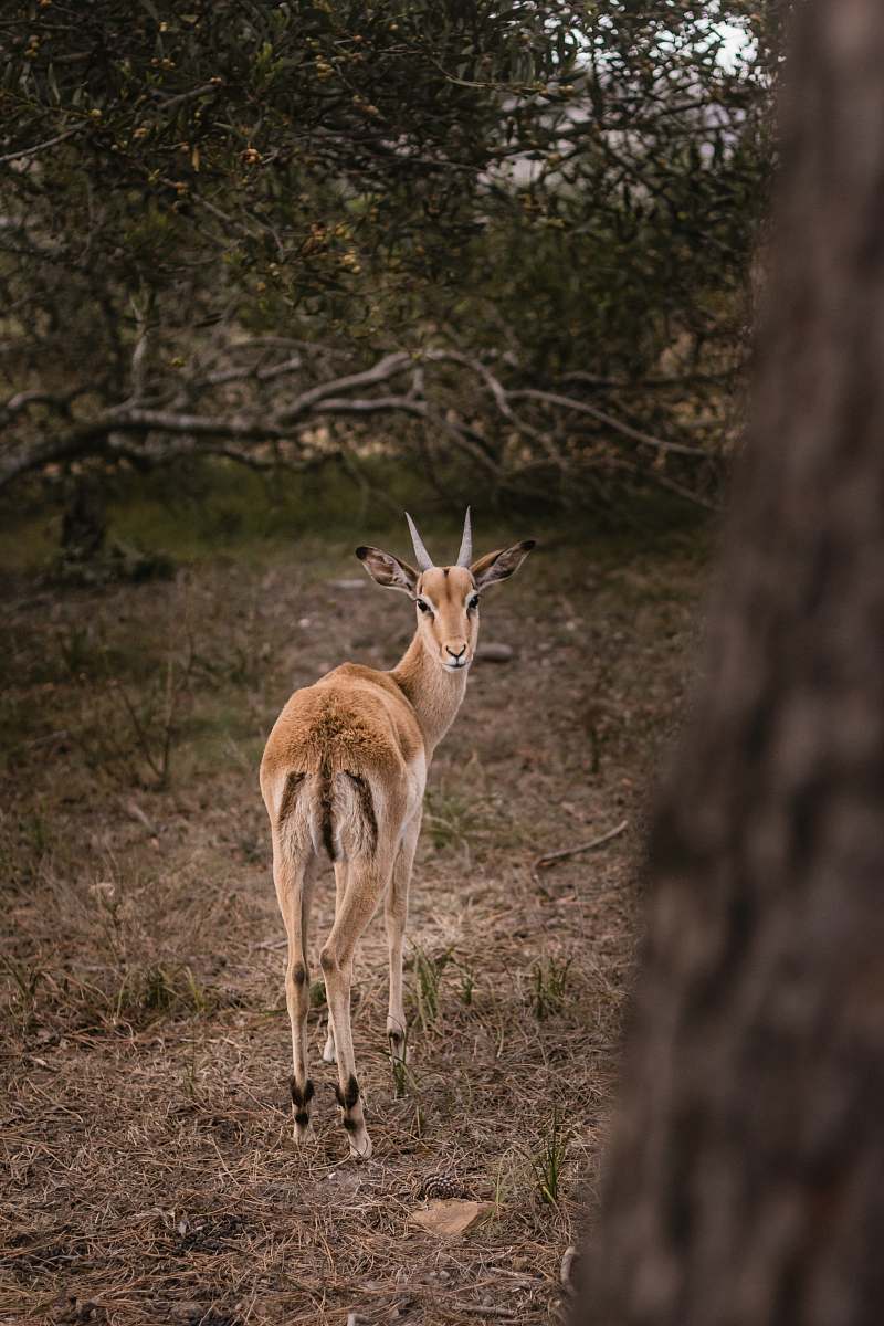 antelope  mammal