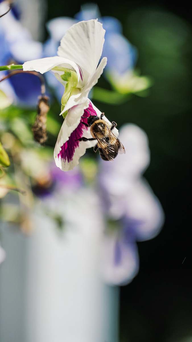 bee  insect