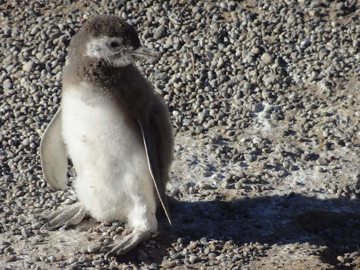bird  penguin