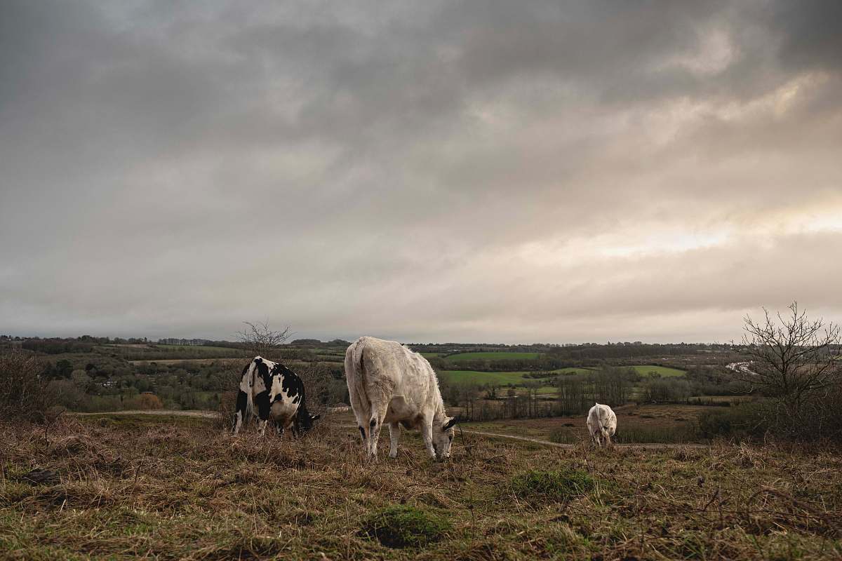 cattle  cow
