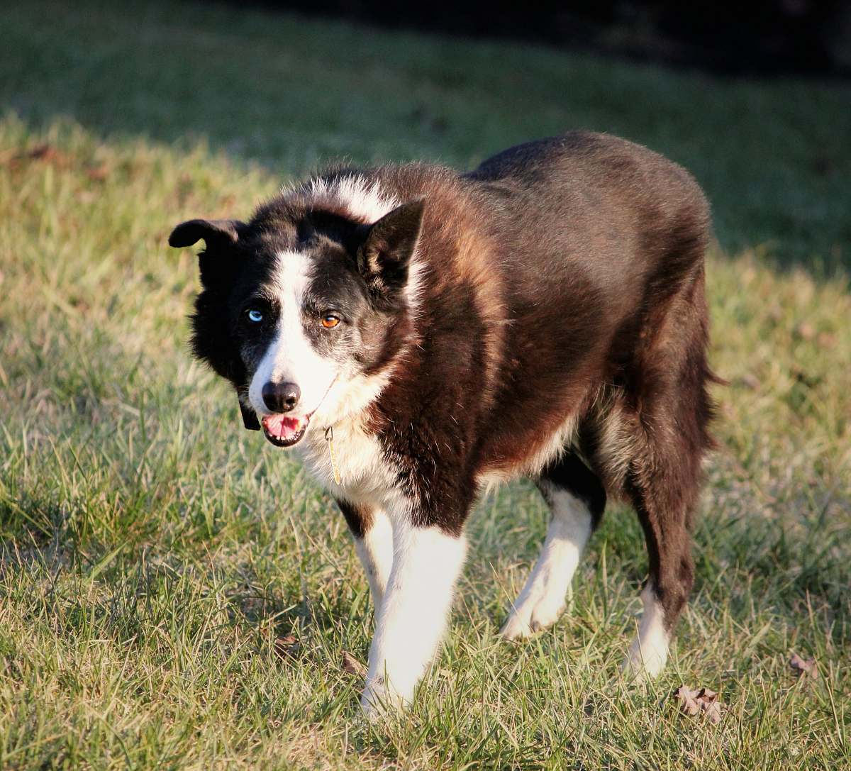 dog adult black and white bearded collie canine
