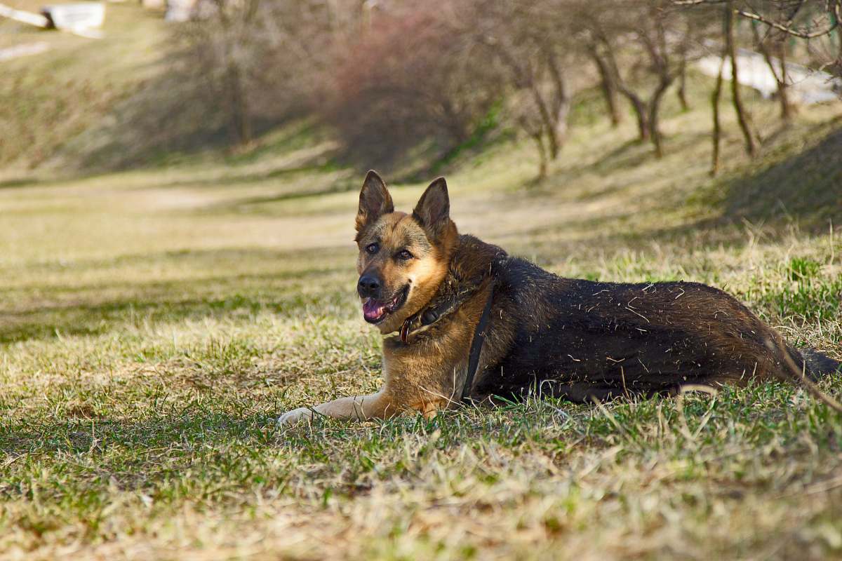 pet adult tan German shepherd lying on green grass dog