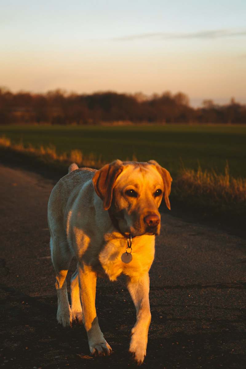 dog adult yellow Labrador retriever walking near green fields canine