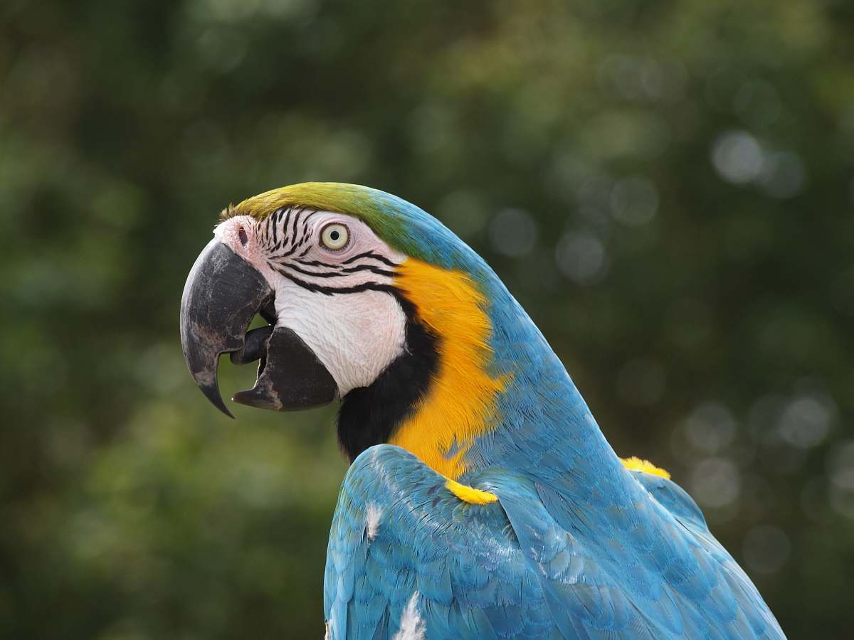 bird African parrot macaw