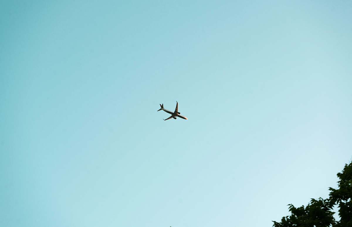 bird airplane above trees flying