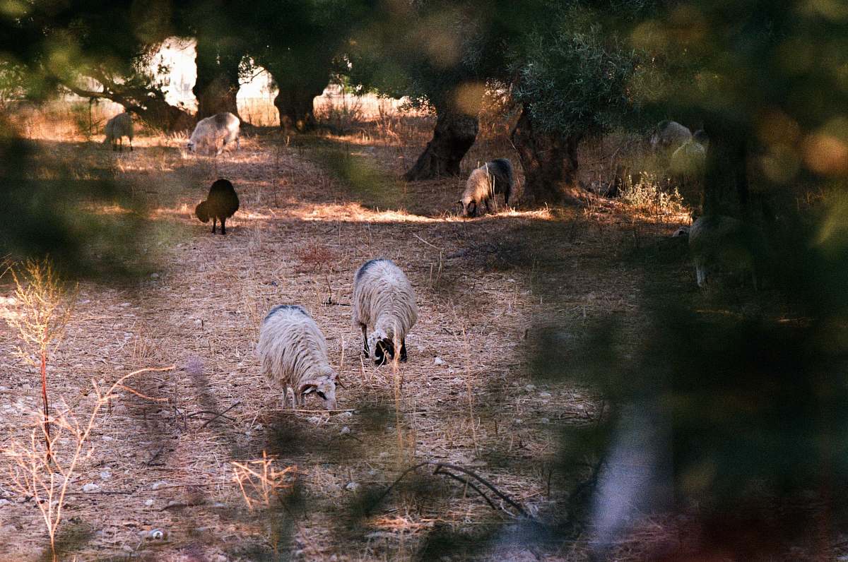 mammal animals on soil ground near trees sheep