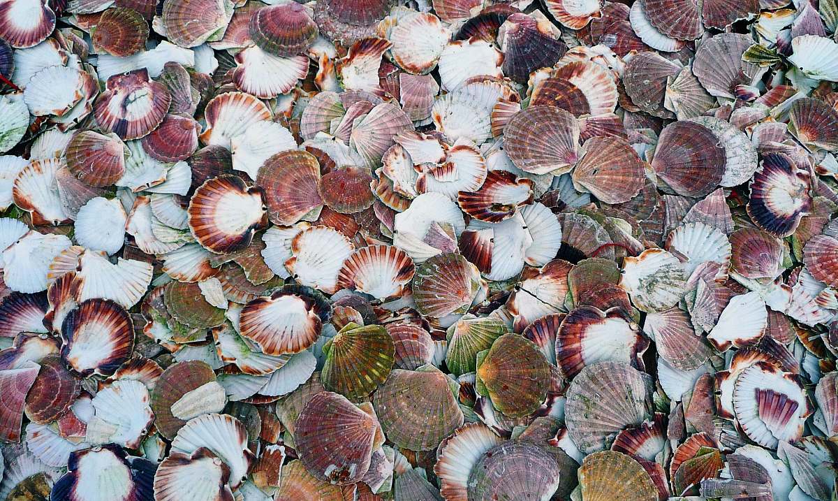 invertebrate assorted-color clam shells clam