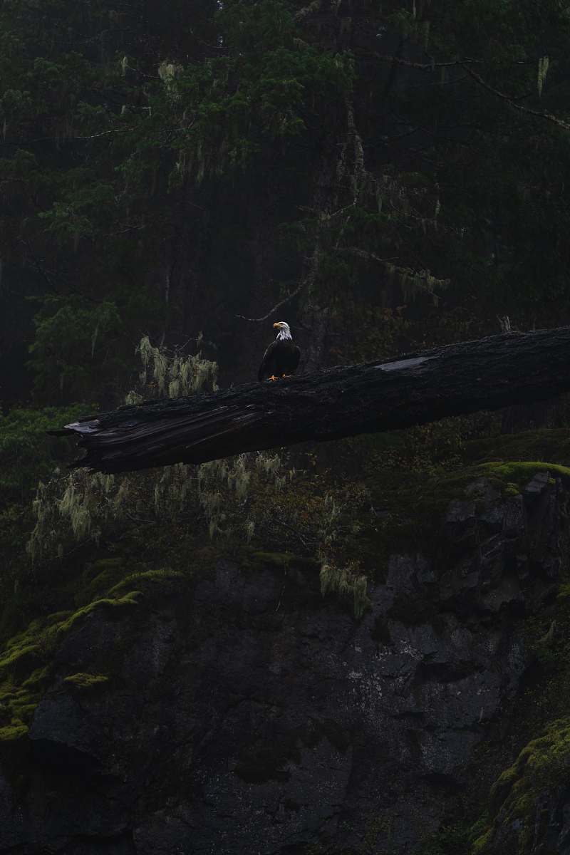 eagle bald eagle on log bird