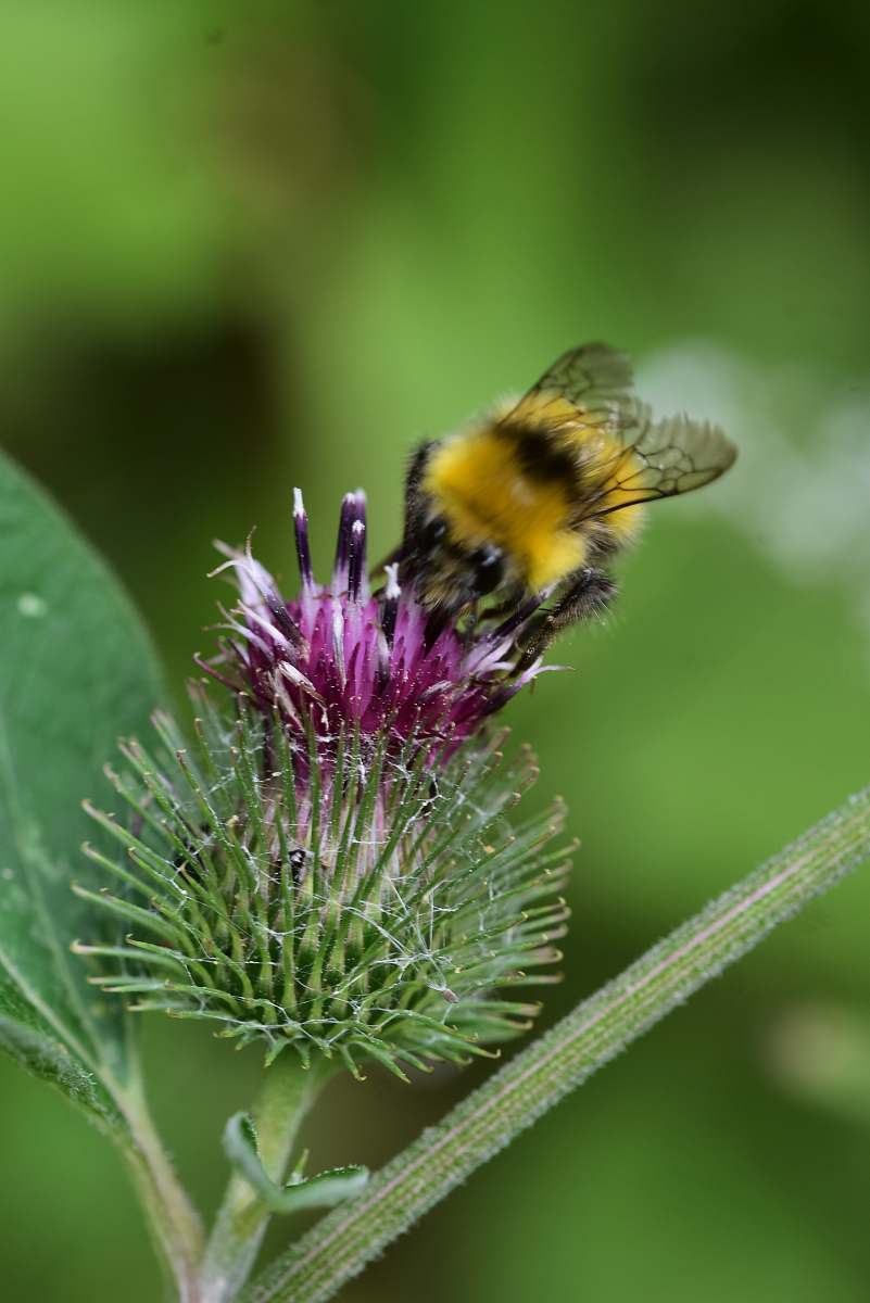 bee bee in flower close-up photography honey bee