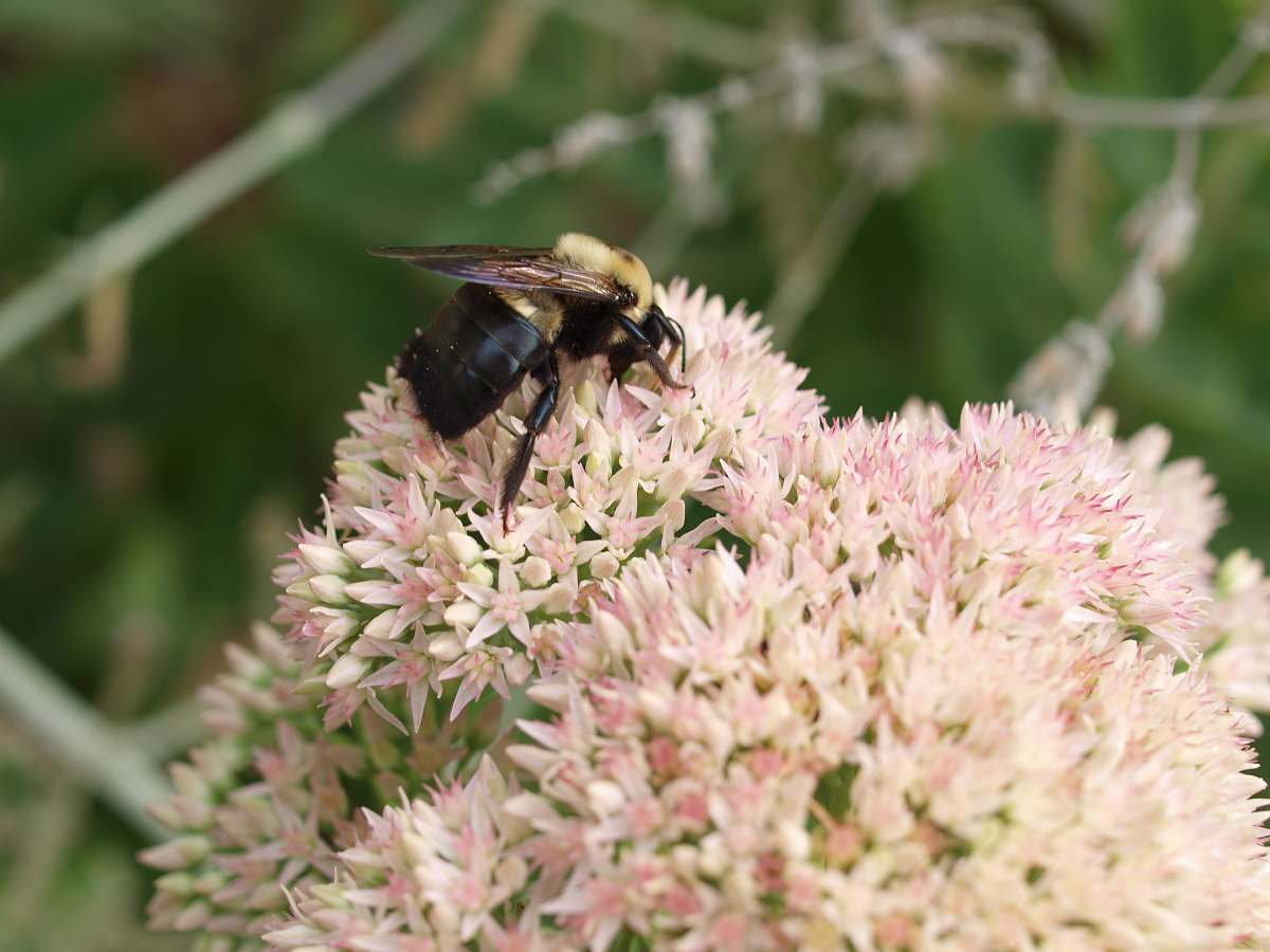 bee bee on flower honey bee