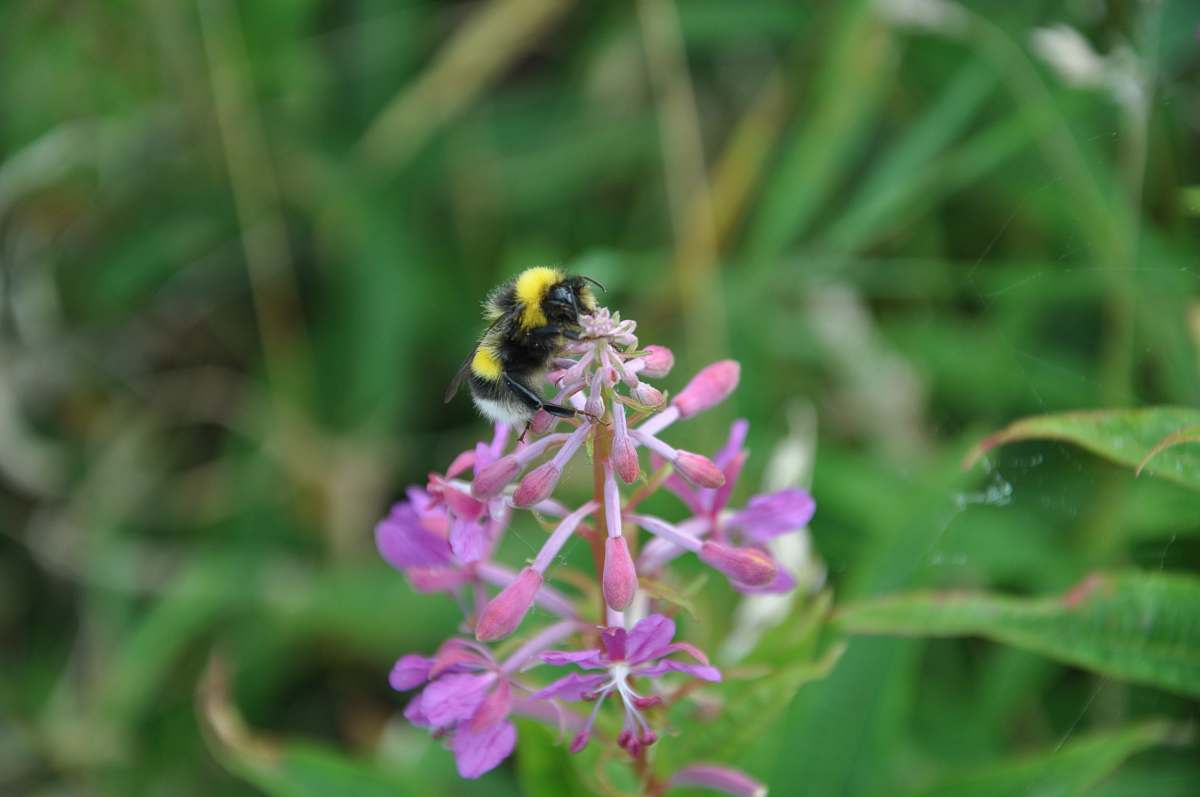 apidae bee on pink-petaled flowers insect