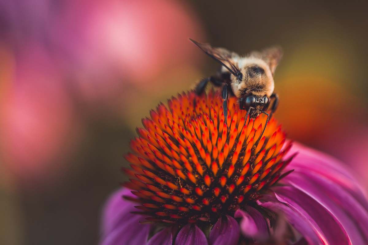 bee bee on red flower honey bee