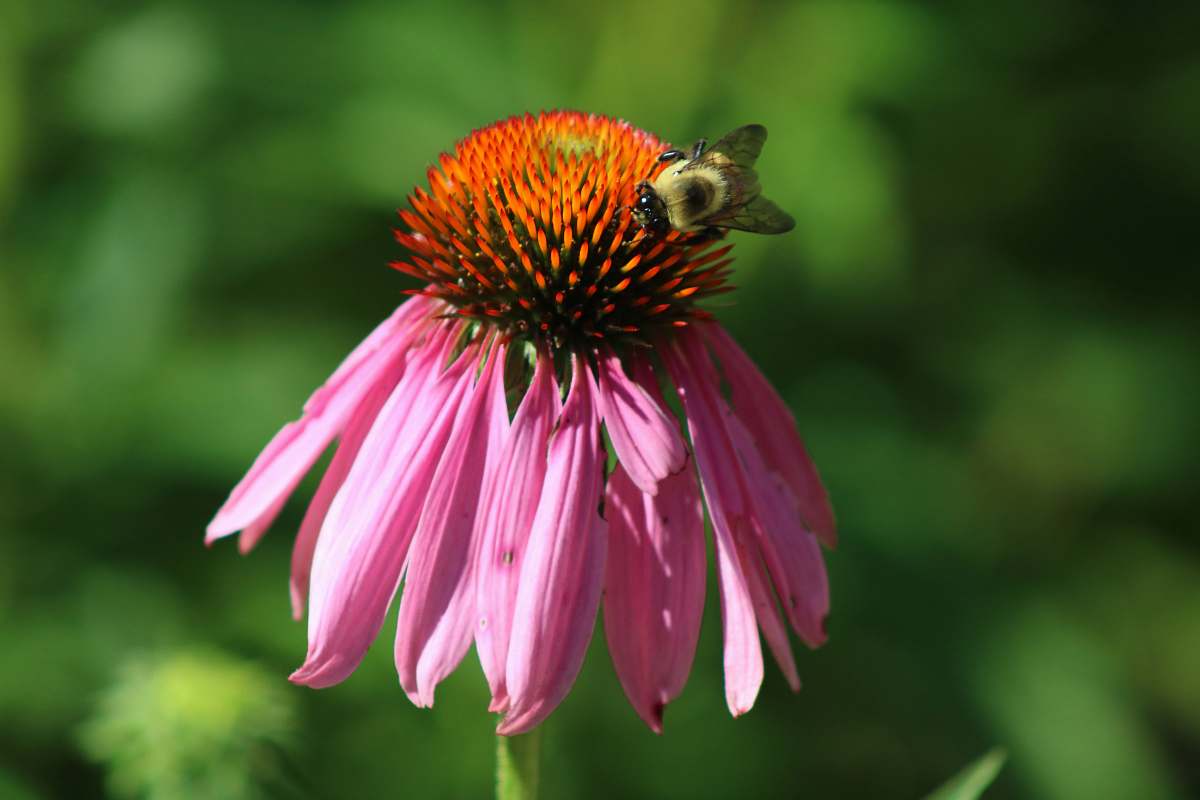 bee bee perching on pink petal flower apidae