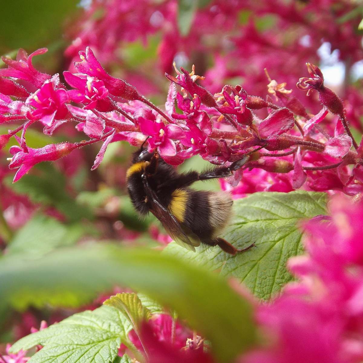 apidae bee pollinating plant during daytime bee