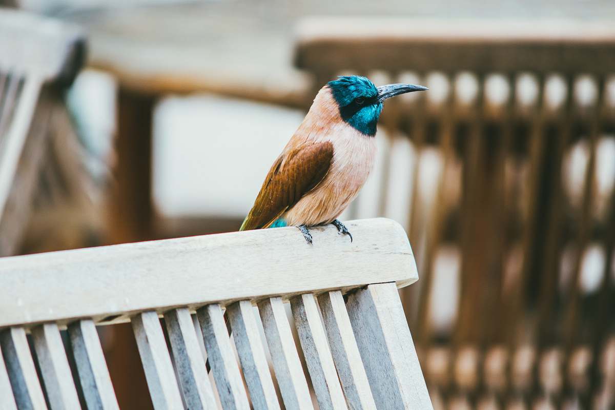 bird beige and blue bird on chair bee eater
