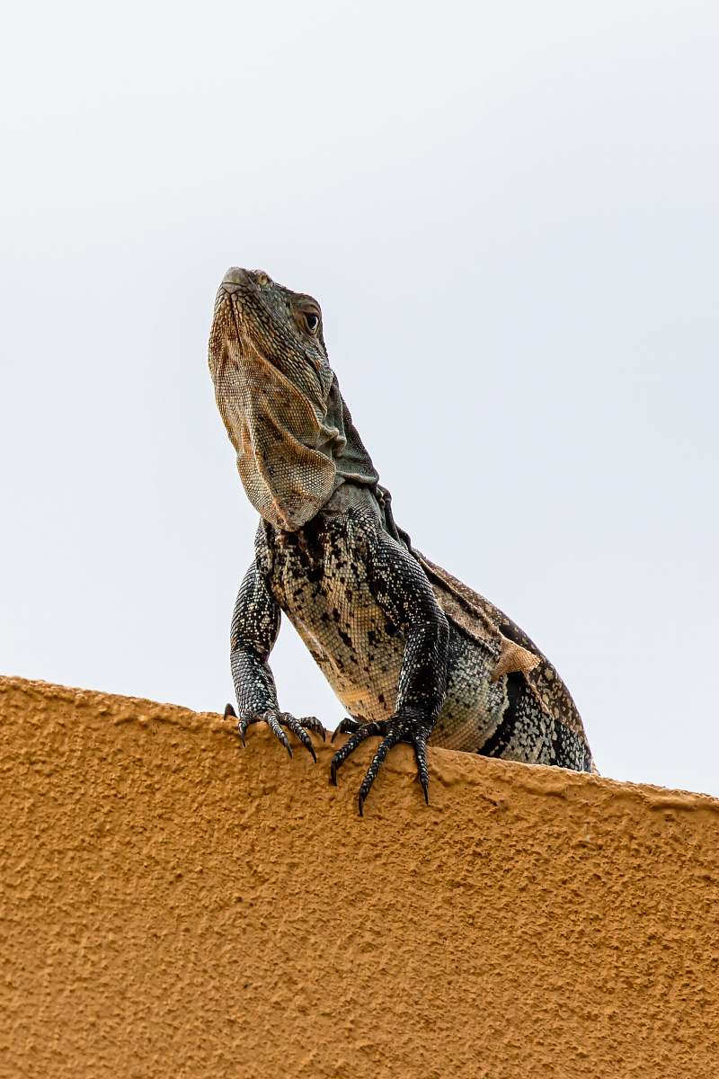 iguana beige beaded dragon lizard