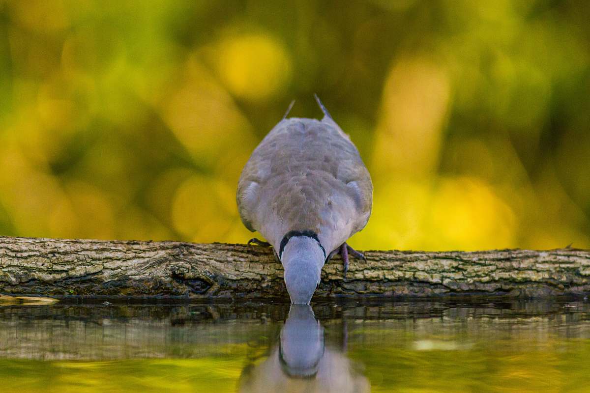 bird bird drinking water beak