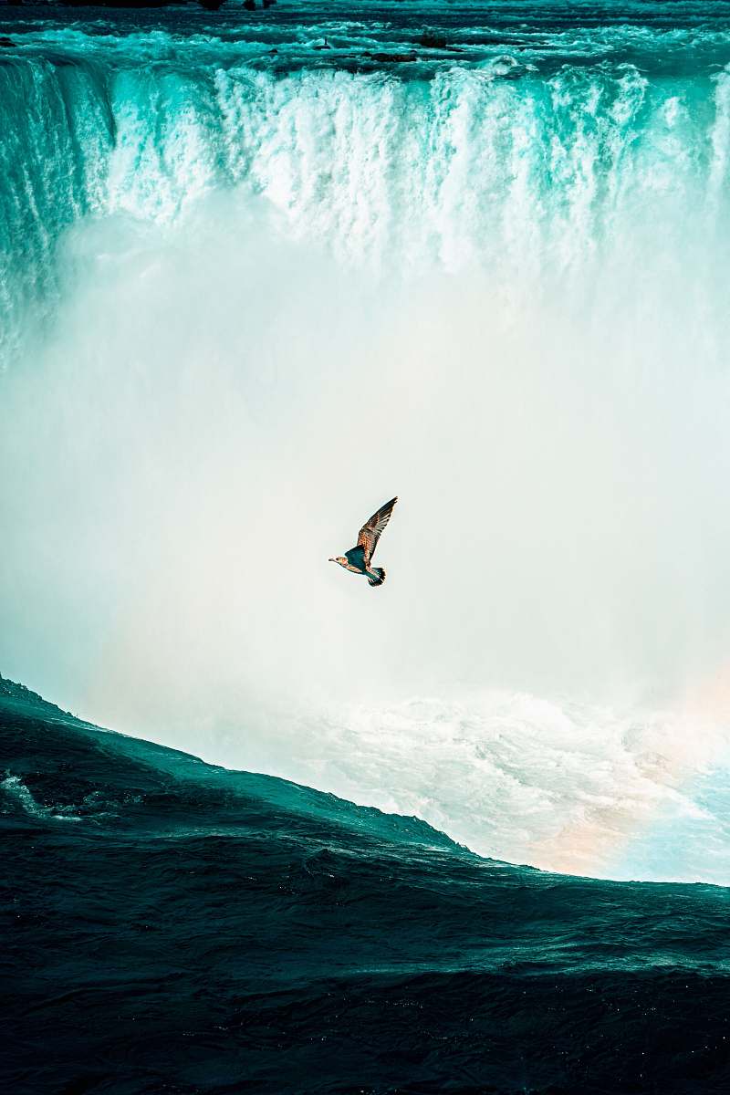 bird bird flying near Niagara Falls flying