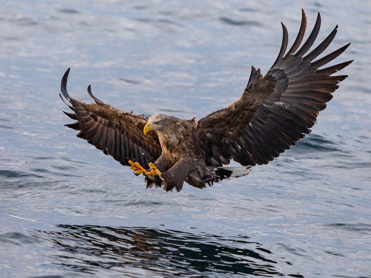 bird bird in flight eagle