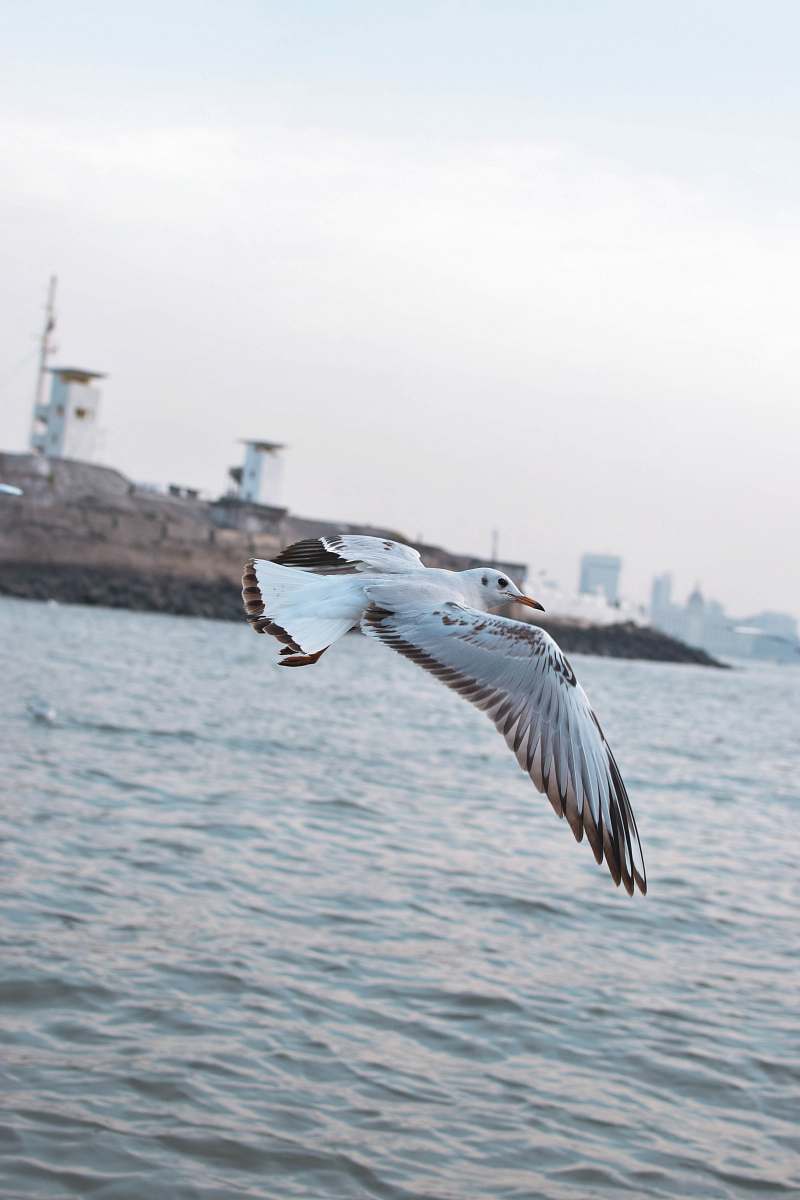 bird bird on mid air above sea water during daytime flying