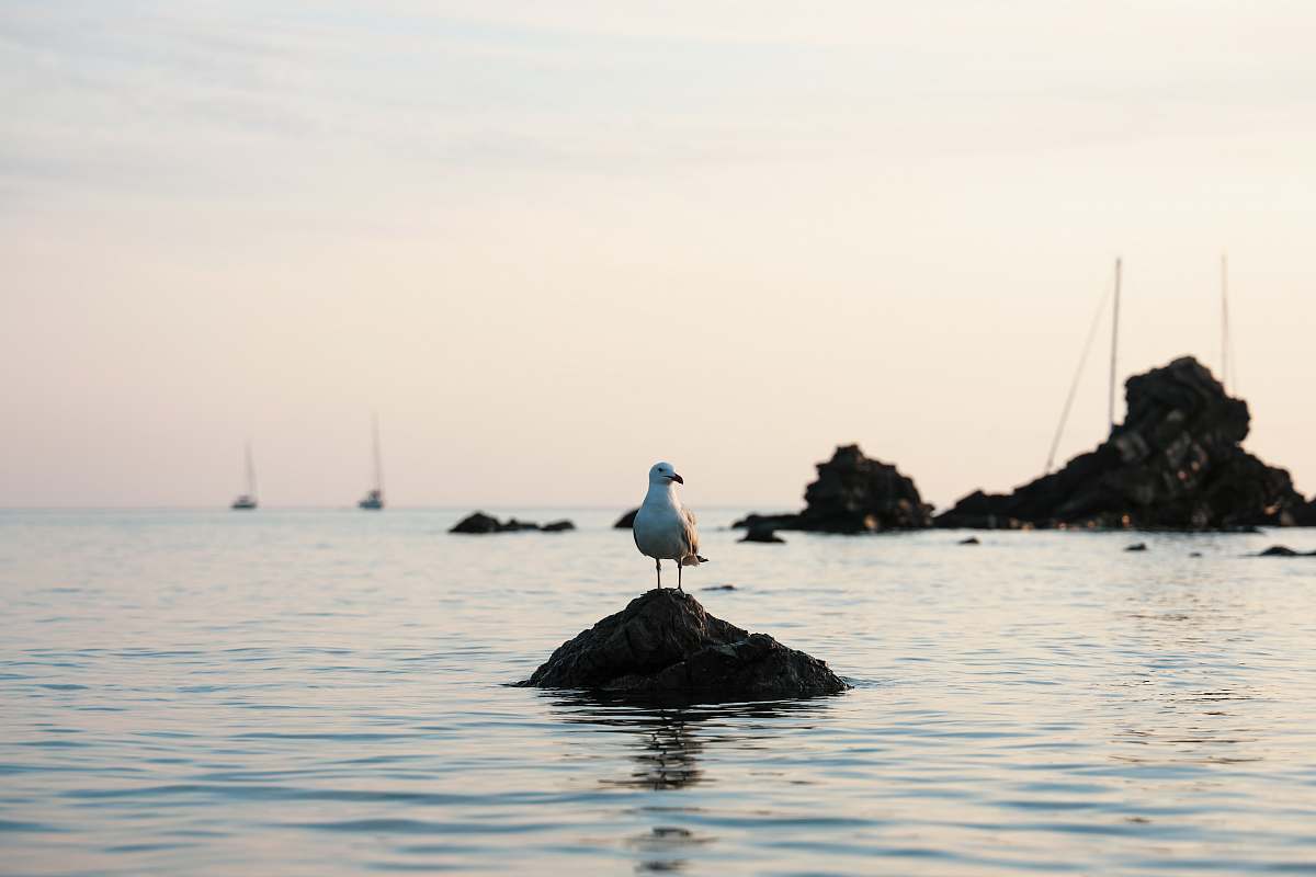 bird bird on stone seagull