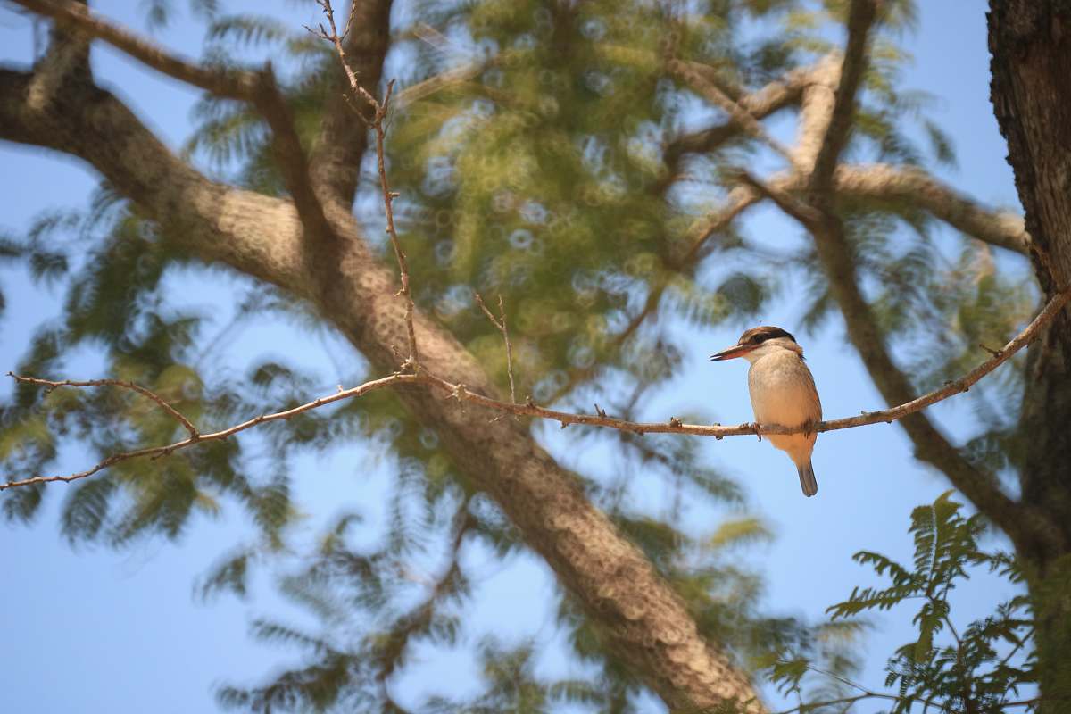 bird bird on tree bee eater