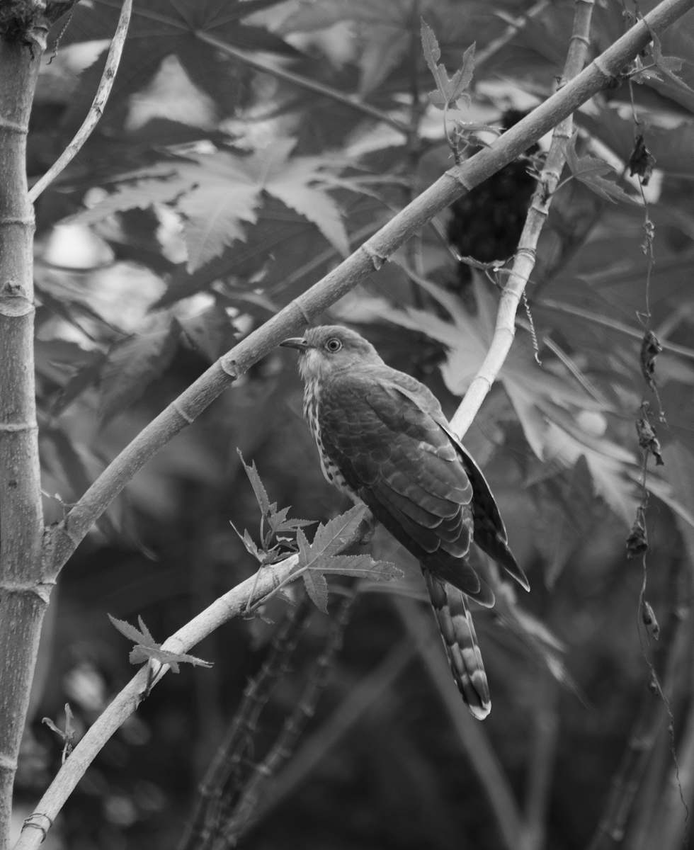 black-and-white bird on tree bird
