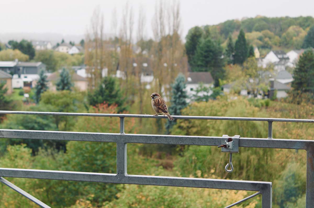 sparrow bird perch on gray metal rail thomasberg
