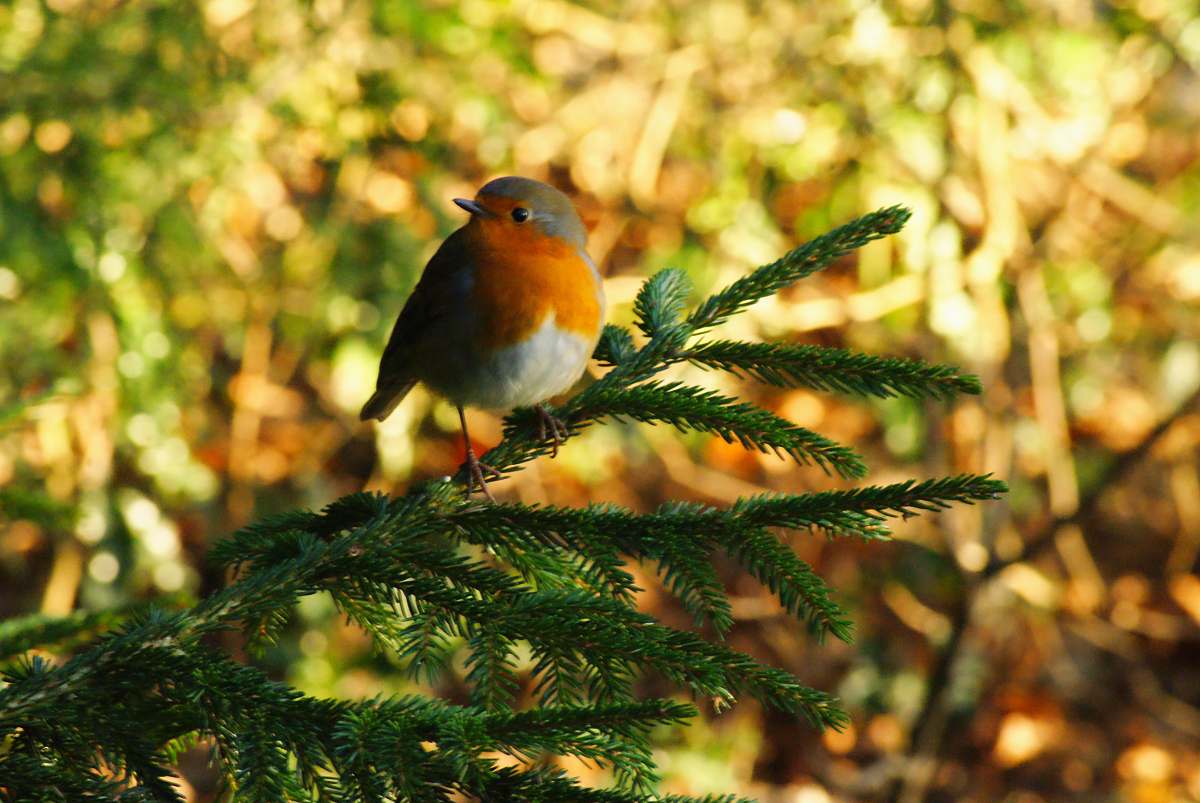 bird bird perch on green pine tree plant