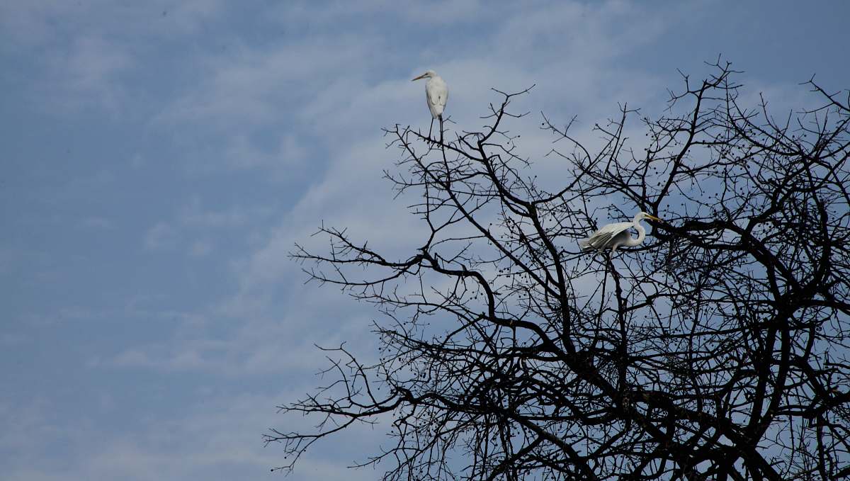 bird bird perched on tree ardeidae